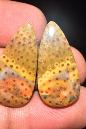 Palm Root Pair Cabochon / Palm Root Pair Gemstone / Fossilized Palm Root / Pear Shape / 29.95 Ct. / 28x14x4 mm / Loose Gemstone / Q-792