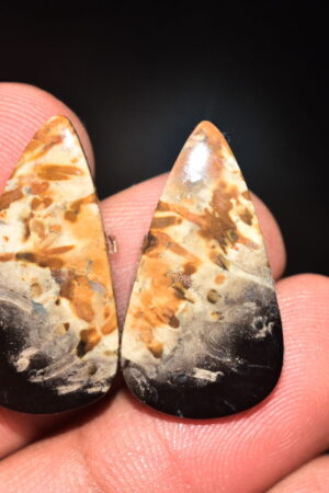 Palm Root Pair Cabochon / Palm Root Pair Gemstone / Fossilized Palm Root / Pear Shape / 21.75 Ct. / 26x14x4 mm / Loose Gemstone / Q-793