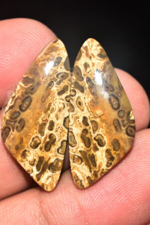 Palm Root Pair Cabochon / Palm Root Pair Gemstone / Fossilized Palm Root / Freeform Shape / 20.70 Ct. / 29x13x4 mm / Loose Gemstone / Q-787