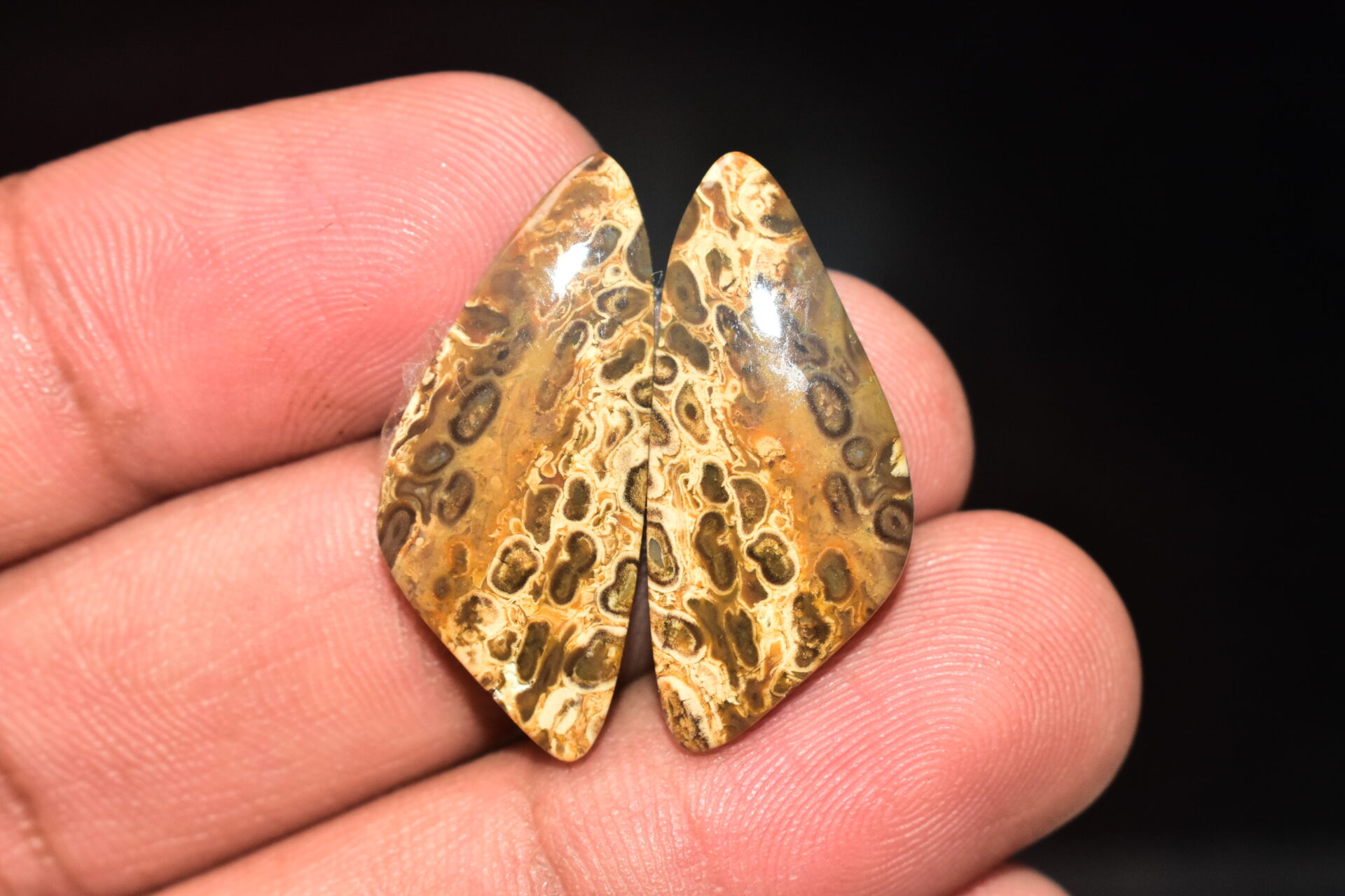 Palm Root Pair Cabochon / Palm Root Pair Gemstone / Fossilized Palm Root / Freeform Shape / 20.70 Ct. / 29x13x4 mm / Loose Gemstone / Q-787