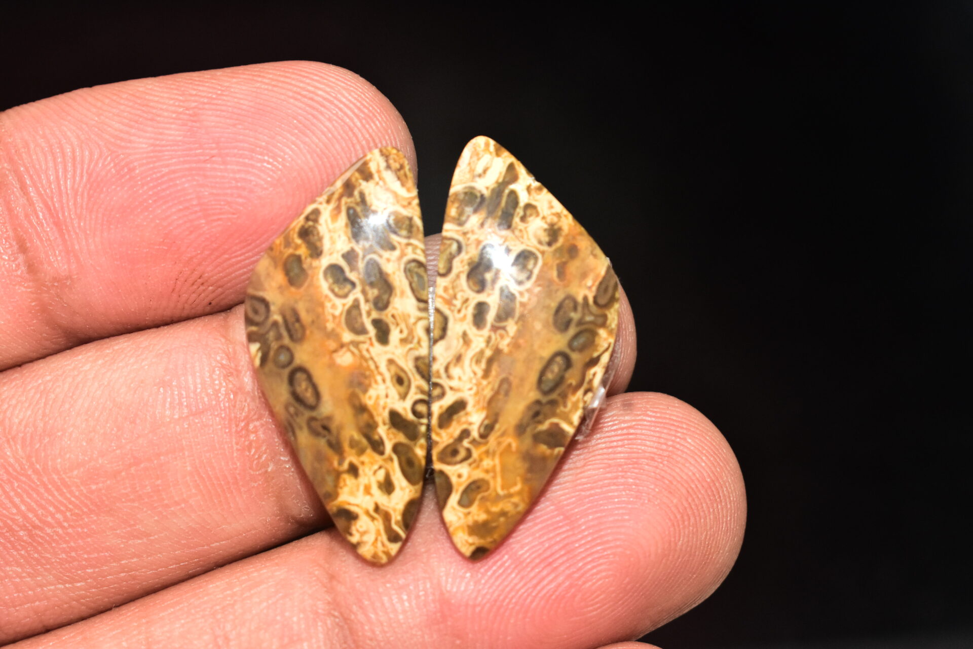 Palm Root Pair Cabochon / Palm Root Pair Gemstone / Fossilized Palm Root / Freeform Shape / 20.70 Ct. / 29x13x4 mm / Loose Gemstone / Q-787 - Image 3