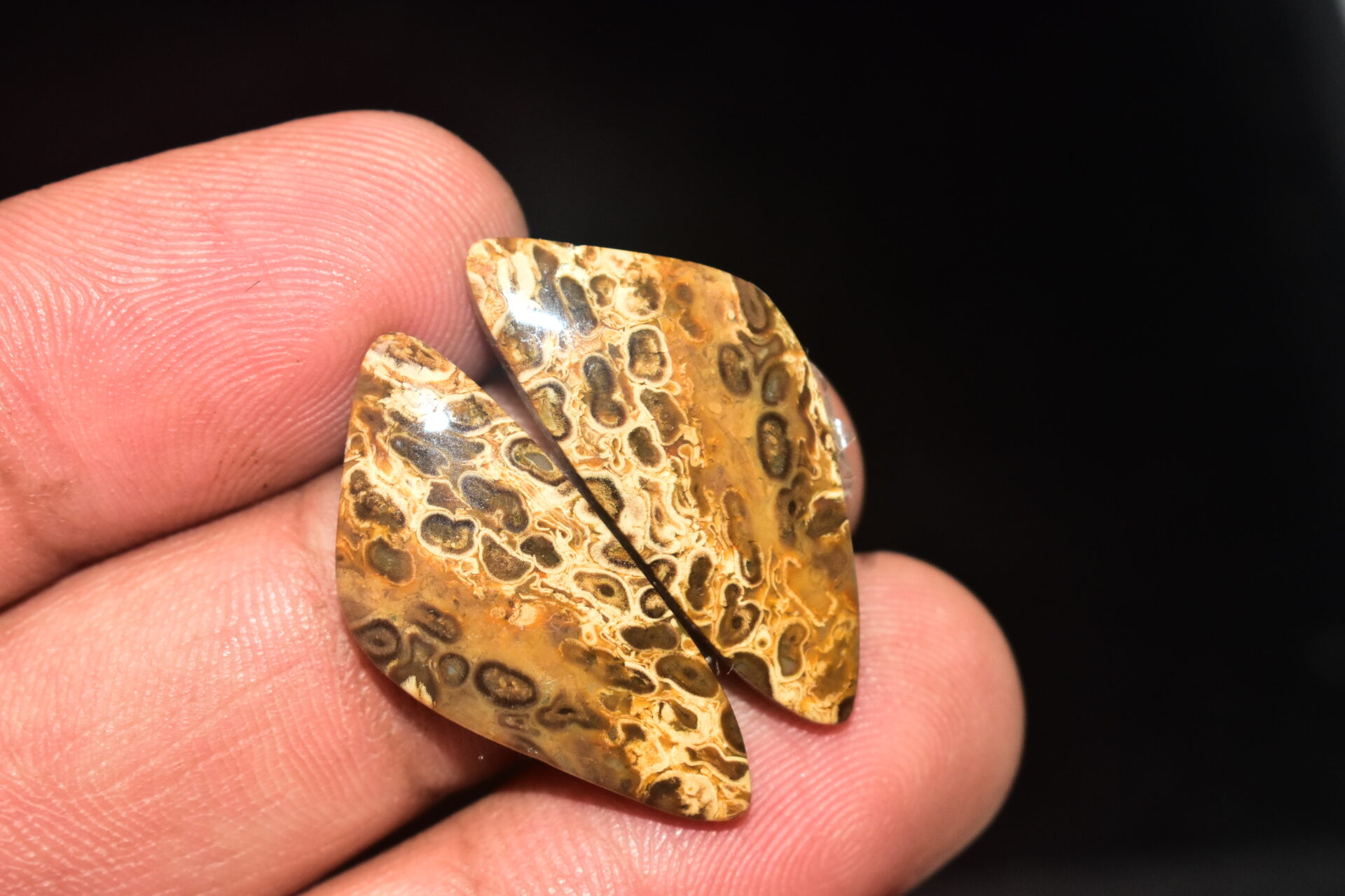 Palm Root Pair Cabochon / Palm Root Pair Gemstone / Fossilized Palm Root / Freeform Shape / 20.70 Ct. / 29x13x4 mm / Loose Gemstone / Q-787 - Image 4