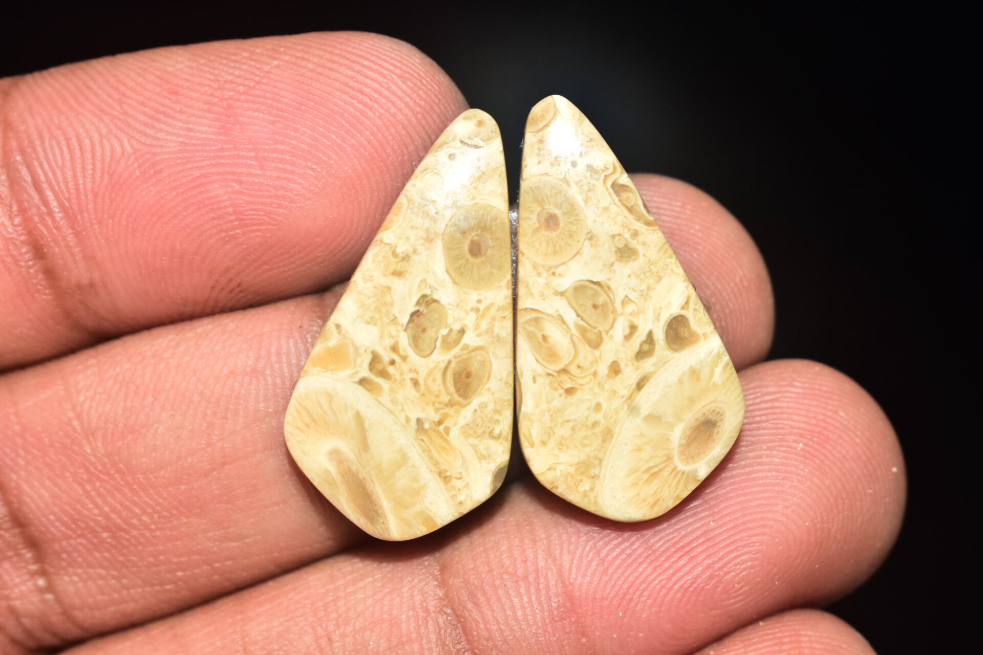 Palm Root Pair Cabochon / Palm Root Pair Gemstone / Fossilized Palm Root / Freeform Shape / 20.70 Ct. / 29x13x4 mm / Loose Gemstone / Q-787