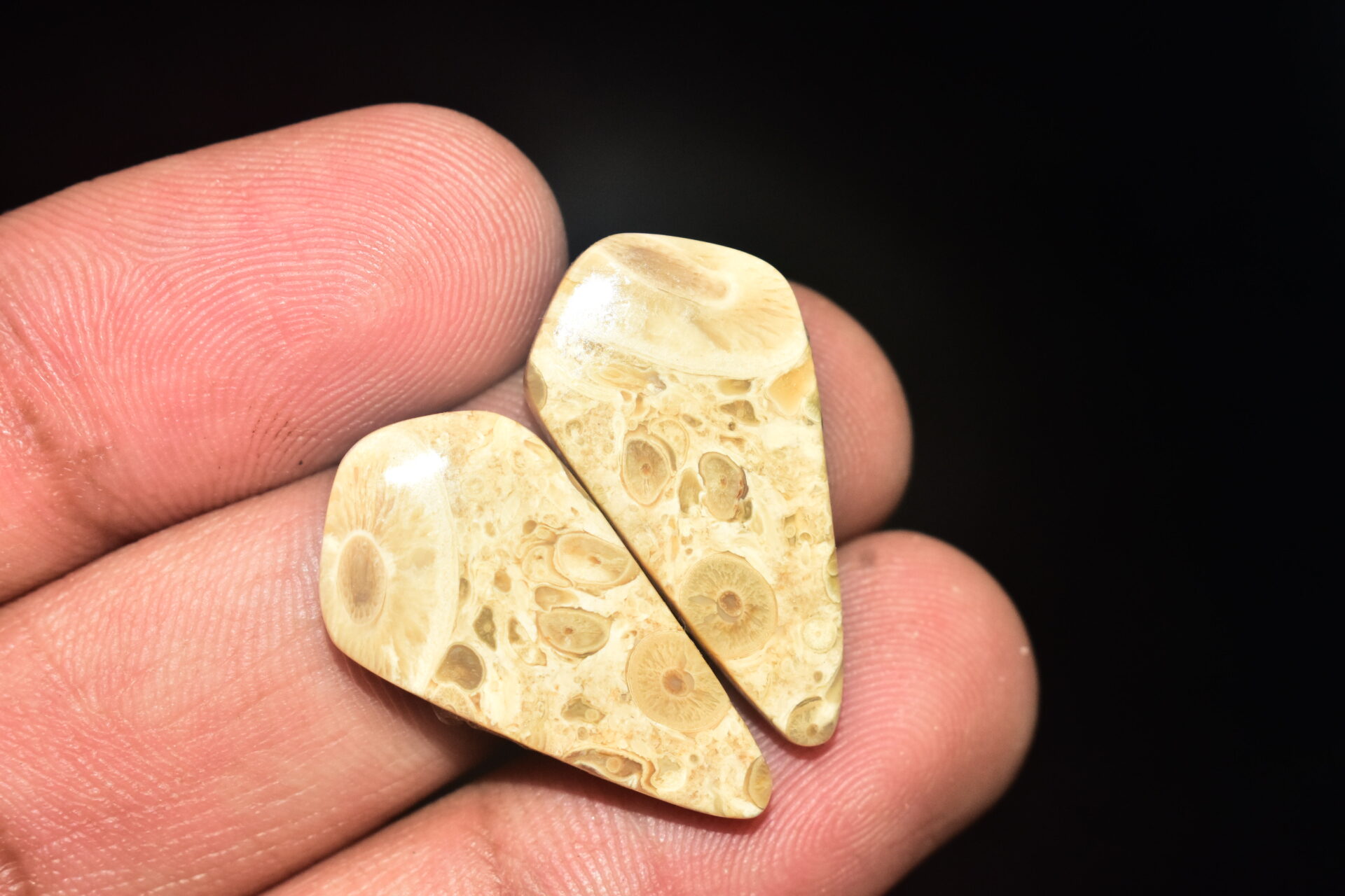 Palm Root Pair Cabochon / Palm Root Pair Gemstone / Fossilized Palm Root / Freeform Shape / 20.70 Ct. / 29x13x4 mm / Loose Gemstone / Q-787 - Image 4