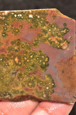 Ocean Jasper Slice Cabochon / Top Quality Ocean Jasper Gemstone / Slice / 167.75 Ct. / 53x51x6 mm. Loose Gemstone A-224